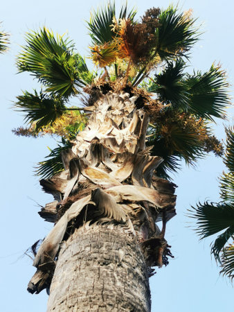Tall palm trees reaching towards a clear blue sky in a sunny outdoor setting during the daytimeの写真素材