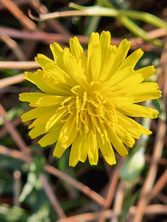 Yellow dandelion blooming among the green grass, highlighting its vibrant color in the natural environmentの写真素材