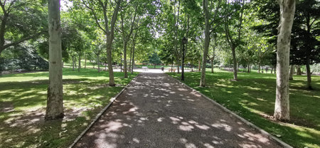 quiet green path in a relaxing wooded areaの写真素材