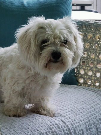 Adorable Fluffy Dog Sitting on Cozy Patio Chair