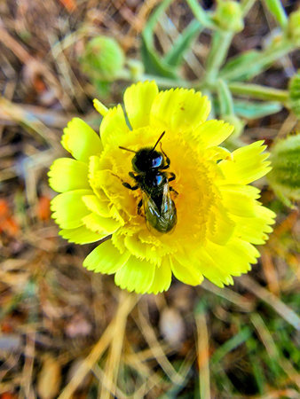 bees and other insects on yellow flowersの写真素材
