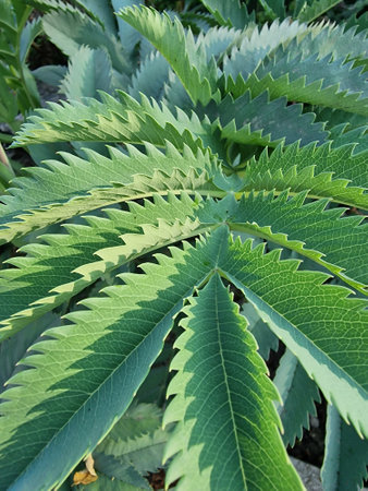 Multi pointed green leafed plant. Melianthus major (Giant Honey Flower or Kruidjie-roer-my-nie)の写真素材