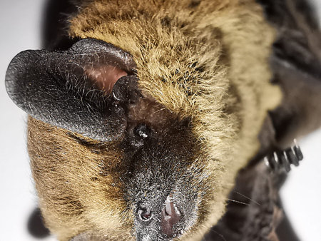 close-up of a bat looking towards the camera