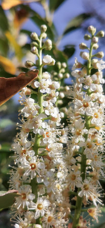 Close-up of some beautiful white flowers in the field
