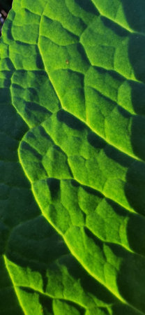 Close-up view of a vibrant green leaf showing intricate patterns and textures amid a natural setting in daylightの写真素材