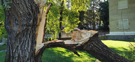 Broken Tree Trunk Near Residential Building Under Sunlight