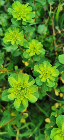 Vibrant Green Euphorbia Plant in Natural Setting