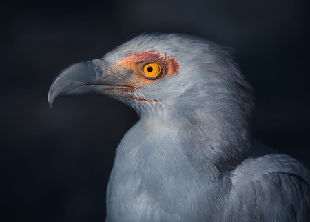 A Palm-Nut Vulture, also known as a Vulturine Fish Eagle