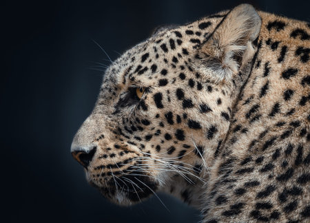 Side on portrait of a Leopard