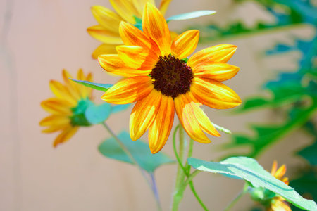A little Sunflowerの写真素材