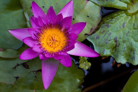 Lotus Flowerの写真素材
