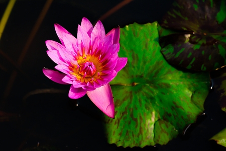 Lotus Flowerの写真素材