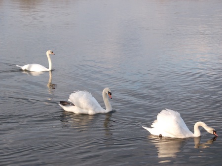 Three White Swansの写真素材