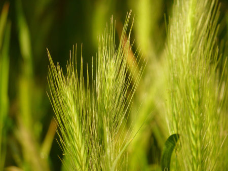 Sunlit Grass Seedheads