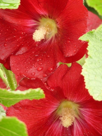 Red Hollyhock Flowersの写真素材