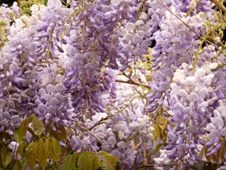Wisteriaの写真素材