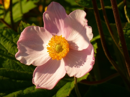 Japanese Anenome Flowerの写真素材