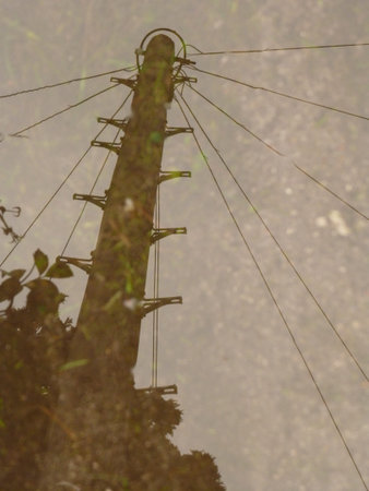 Reflected Telegraph Pole