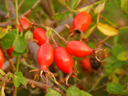Rose Hips