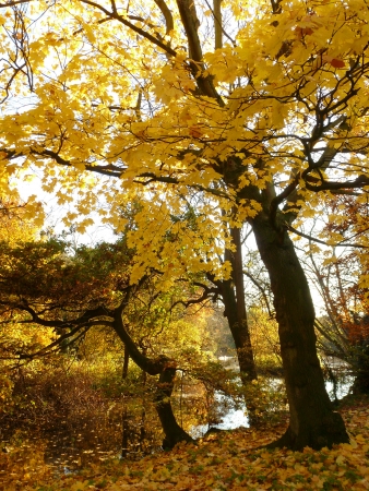 Autumn Sceneの写真素材