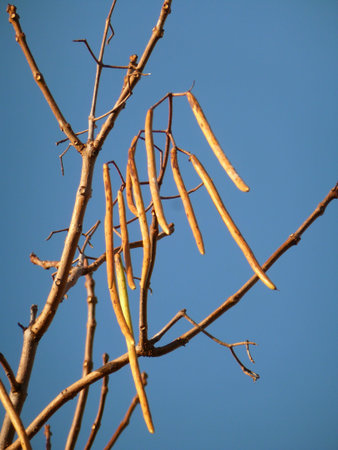 Indian Bean Tree Podsの写真素材