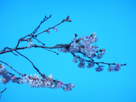 Winter Cherry Blossomの写真素材