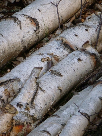 Silver Birch Logsの写真素材