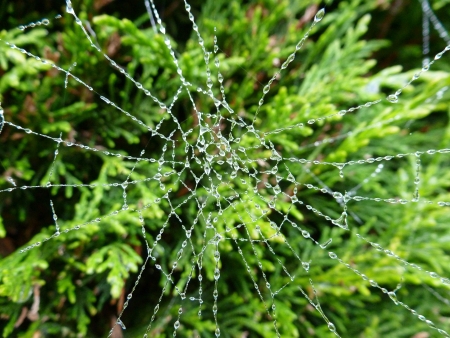 Spiderwebの写真素材