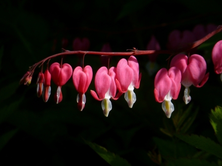 Bleeding Heart Flowersの写真素材