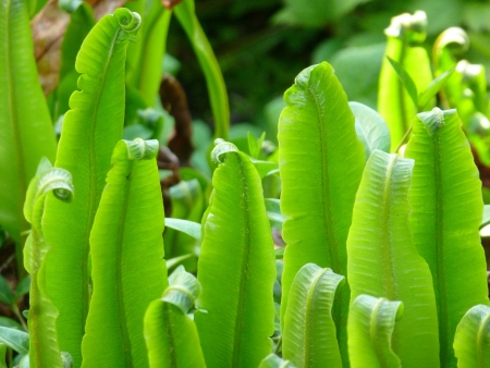 Hart s Tongue Fernの写真素材