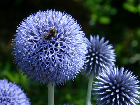Globe Thistle Flowersの写真素材