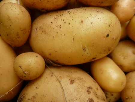 Home Grown Potatoesの写真素材