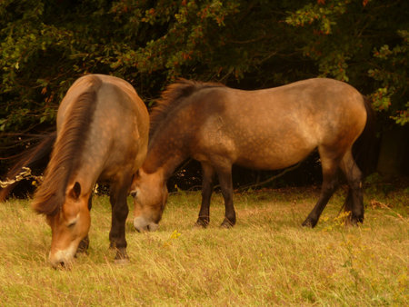 Exmoor Ponies の写真素材