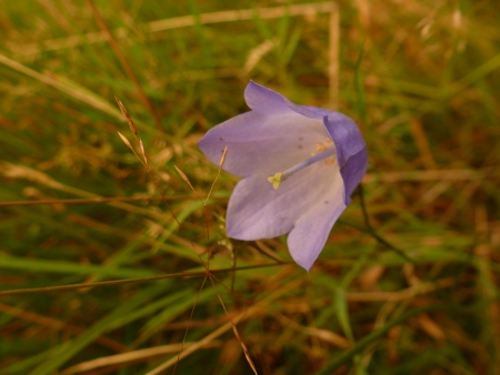 Harebellの写真素材