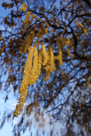 Hazel Catkinsの写真素材