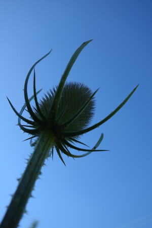 Teasel Flower Headの写真素材