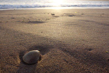 Shell on Beach