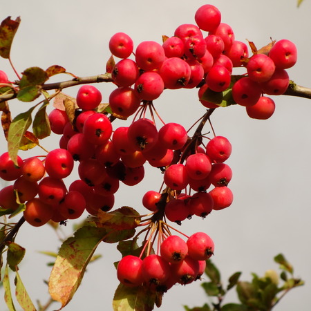 Red Crab Applesの写真素材