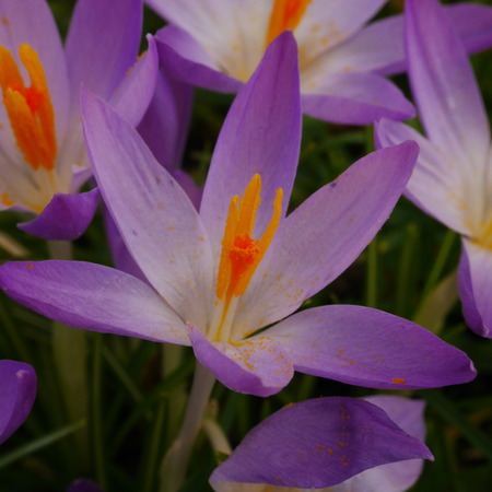 Purple Crocus Purple Crocus