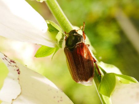 Summer Chafer