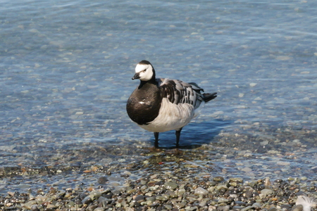 Barnacle Gooseの写真素材