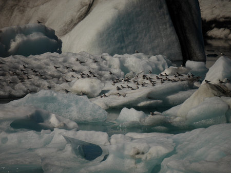 Arctic Terns Jokulsarlon