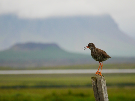 Redshank and Eldborg Craterの写真素材