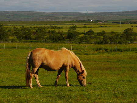 Icelandic Horseの写真素材