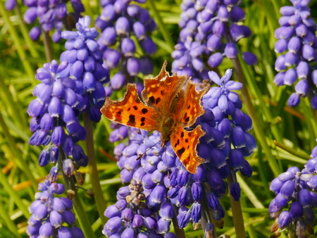 Orange comma butterfly (polygonia c-album) on blue grape hyacinth (muscari latifolium) flowersの写真素材