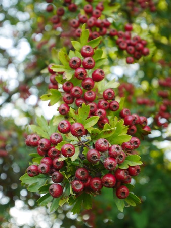 Close up of red hawthorn berries and leavesの写真素材
