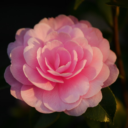 Closeup of a sunlit pink camellia flowerの写真素材