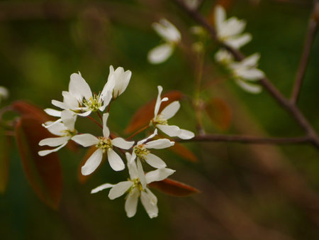 Closeup of white amelenchier blossom in spring