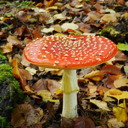 Red fly agaric (Amanita muscaria) toadstool with white stem amongst Autumn leavesの写真素材
