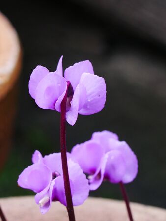 Close up of a pale pink cyclamen coum flower on a purple stem with others behindの写真素材